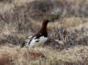 05Jun: Willow Ptarmigan, Coffee Dome, AK