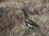 05Jun: Willow Ptarmigan, Coffee Dome, AK