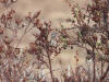 05Jun: Bluethroat, Kougarok Road, AK