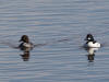 05Jun: Common Goldeneye, Kuzrtrin River, Kougarok Road, AK