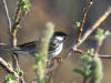 06Jun: Blackpoll Warbler, Snake River, Teller Road, AK