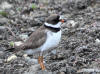06Jun: Semipalmated Plover, Penny River, Teller Road, AK