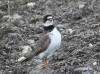 06Jun: Semipalmated Plover, Penny River, Teller Road, AK