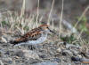 06Jun: Western Sandpiper, Teller Road, AK