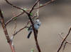 06Jun: Savannah Sparrow, Teller Road, AK