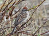 06Jun: American Tree Sparrow, Sinuk River, Teller Road, AK
