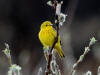 06Jun: Yellow Warbler, Sinuk River, Teller Road, AK