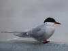 06Jun: Arctic Tern, Sinuk River, Teller Road, AK