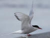 06Jun: Arctic Tern, Sinuk River, Teller Road, AK