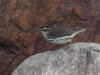 06Jun: Northern Waterthrush, Sinuk River, Teller Road, AK