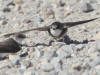 06Jun: Bank Swallow, Bluestone Creek, Teller Road, AK