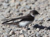 06Jun: Bank Swallow, Bluestone Creek, Teller Road, AK