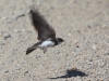 06Jun: Bank Swallow, Bluestone Creek, Teller Road, AK