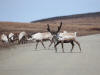 06Jun: Reindeer, Teller Road, AK