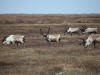 06Jun: Reindeer, Teller Road, AK