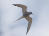 07Jun: Arctic Tern, Safety Sound, Council Road, AK