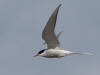 07Jun: Arctic Tern, Safety Sound, Council Road, AK