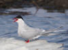 07Jun: Arctic Tern, Safety Sound, Council Road, AK