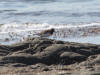 07Jun: Sanderling, Council Road, AK