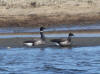 07Jun: Brant, Council Road, AK