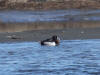 07Jun: Ring-necked Duck, Council Road, AK