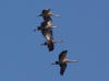 07Jun: Sandhill Crane, Council Road, AK