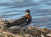07Jun: Red-necked Phalarope, Council Road, AK