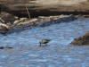 07Jun: Dunlin, Council Road, AK