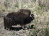 07Jun: Muskox, Teller Road, AK