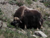 07Jun: Muskox, Teller Road, AK