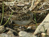 07Jun: Least Sandpiper, Nome, AK