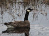 08Jun: Cackling Goose, Snake River, Teller Road, AK