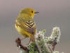 08Jun: Yellow Warbler, Teller Road, AK