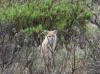 08Jun: Red Fox, Penny River, Teller Road, AK