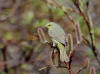 08Jun: Orange-crowned Warbler, Salmon Lake, Kougarok Road, AK
