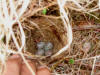 08Jun: Golden-crowned Sparrow nest, Salmon Lake, Kougarok Road, AK