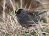 08Jun: Golden-crowned Sparrow, Salmon Lake, Kougarok Road, AK