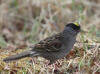 08Jun: Golden-crowned Sparrow, Salmon Lake, Kougarok Road, AK