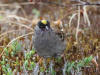 08Jun: Golden-crowned Sparrow, Salmon Lake, Kougarok Road, AK