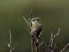 08Jun: Arctic Warbler, Salmon Lake, Kougarok Road, AK