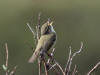 08Jun: Arctic Warbler, Salmon Lake, Kougarok Road, AK