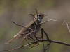 08Jun: Gray-cheeked Thrush, Salmon Lake, Kougarok Road, AK