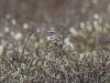 08Jun: Bluethroat, Kougarok Road, AK