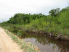 BFL2. Northern Swamp Forest
Sarteneja Road at Ruddy Crake habitat