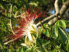 BFL2. Northern Swamp Forest
Provision Tree (Pachira aquatica), New River