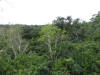 BFL5. High Ridge
La Milpa, Rio Bravo Conservation Area