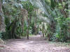 BFL4. Cohune Ridge
jungle trail to Rock Pond, Altun Ha