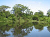 BFL2. Northern Swamp Forest
Spanish River, Crooked Tree Wildlife Sanctuary