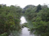 BFL1. Riparian Forest
Sibun River, Coastal Highway