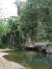 BFL2. Northern Swamp Forest
Soldier Creek, Coastal Highway